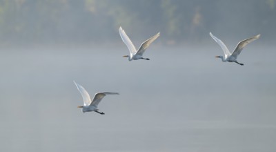 Great egret (Ardea alba), three herons flying over a lake in warm, orange morning light, Lower