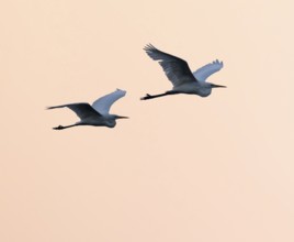 Great egret (Ardea alba) two herons flying in front of sky in warm orange morning light, Lower