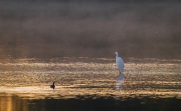 Great egret (Ardea alba) stands in warm, orange morning light in the shallow water zone of a lake,