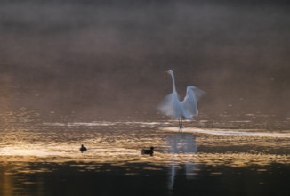 Great egret (Ardea alba) stands with wings spread out in warm, orange morning light in the shallow