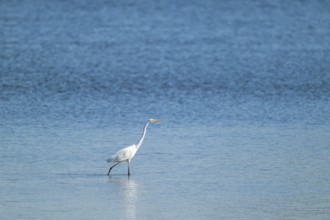 Great egret (Ardea alba) looking for food in the shallow water zone of a lake, blue water, Lower