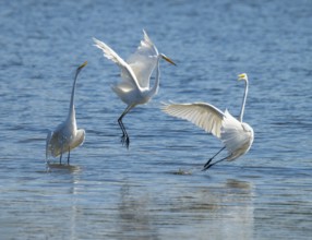 Great egret (Ardea alba), three herons fighting in the shallow water zone of a lake, dispute, blue