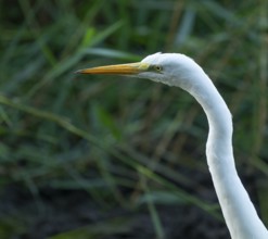 Great egret (Ardea alba), portrait, Lower Saxony, Germany