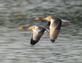 Grey goose (Anser anser), two gray geese flying over a body of water in early warm morning light,