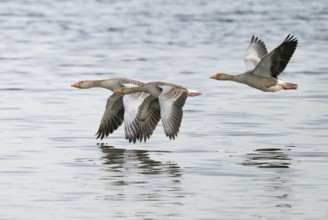 Grey goose (Anser anser), gray geese flying over a body of water, Lower Saxony, Germany