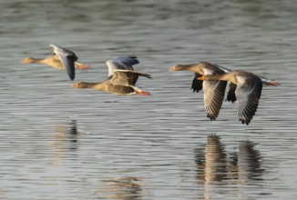 Grey goose (Anser anser), gray geese flying over a body of water in early warm morning light, Lower