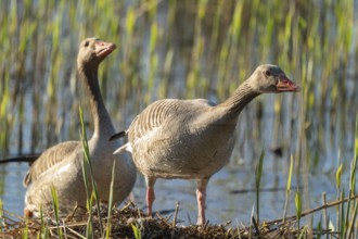 Grey goose (Anser anser), a couple standing on the nest, blue water, Lower Saxony, Germany