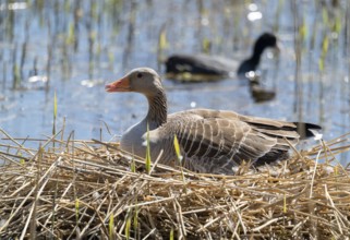 Grey goose (Anser anser) sitting on the nest and breeding, blue water, Lower Saxony, Germany