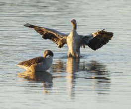 Gray goose (Anser anser), two gray geese stand in a shallow water zone of a body of water in warm