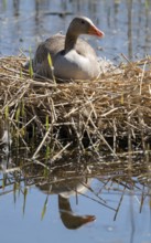 Grey goose (Anser anser) sitting on the nest and breeding, blue water, Lower Saxony, Germany
