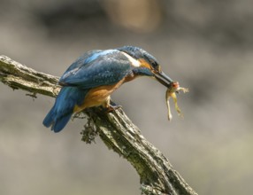 Kingfisher (Alcedo atthis) sitting on a branch, sitting room, with captured prey frog (Rana) in its