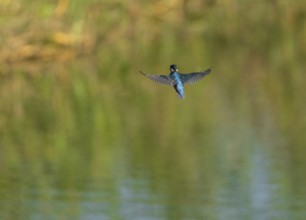 Kingfisher (Alcedo atthis) flying, shaking, vibrating, hunting a prey animal, Lower Saxony, Germany