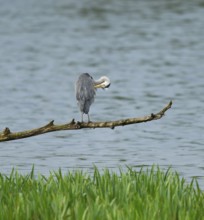 Grey heron (Ardea cinerea) stands on a dead branch on a lake, Lower Saxony, Germany