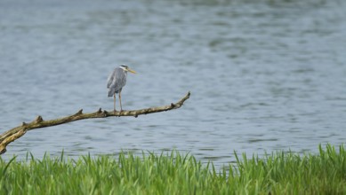 Grey heron (Ardea cinerea) stands on a dead branch on a lake, Lower Saxony, Germany