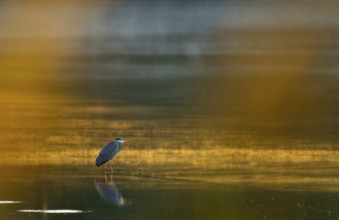 Grey heron (Ardea cinerea) stands in warm, orange morning light in the shallow water zone of a