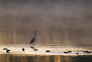 Grey heron (Ardea cinerea) stands in warm morning light in the shallow water zone of a lake, clouds