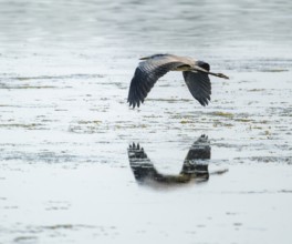 Grey heron (Ardea cinerea) flying over a lake, Lower Saxony, Germany