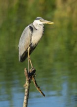 Grey heron (Ardea cinerea) stands on a dead branch at a lake, blue water, Lower Saxony, Germany