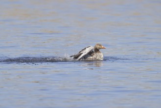 Greylag goose (Anser anser), flapping its wings on a pond, Wagbachniederung nature reserve,