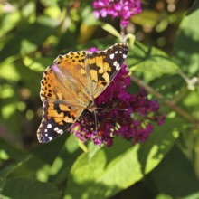 Thistle butterfly (Vanessa cardui) on a Buddleja davidii flower, Wilnsdorf, North Rhine-Westphalia,