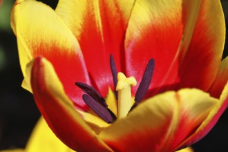 Pistil and stamens in a tulip calyx (Tulipa), tulip flower, red, black and yellow markings,