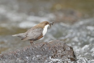 White-throated Dipper (Cinclus cinclus) standing with prey on a stone in the middle of a stream,