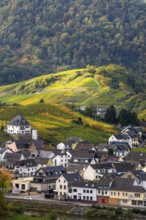Vineyards in autumn in the central Ahr valley, near Mayschoß, Rhineland-Palatinate