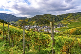 Vineyards in autumn in the central Ahr valley, near Mayschoß, Rhineland-Palatinate