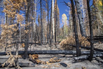Jacob Lake, Arizona - Burned trees from the Dragon Bravo Fire. The wildfire burned 145, 000 acres
