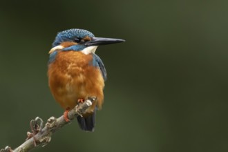 Common kingfisher (Alcedo atthis) adult male bird on a tree branch, England, United Kingdom