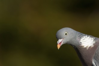 Wood pigeon (Columba palumbus) adult bird head portrait, England, United Kingdom