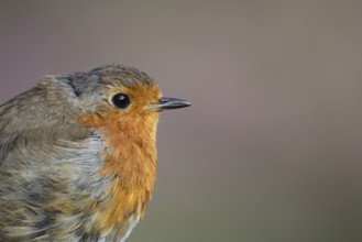 European robin (Erithacus rubecula) adult garden bird head portrait, England, United Kingdom