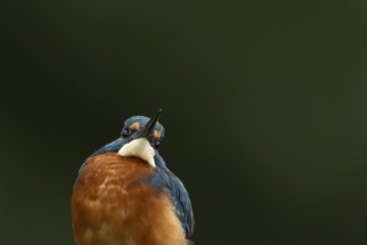 Common kingfisher (Alcedo atthis) adult male bird head portrait, England, United Kingdom