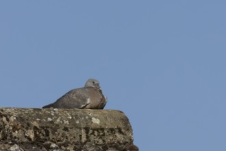 Wood pigeon (Columba palumbus) juvenile baby squab bird resting on an urban house roof, England,