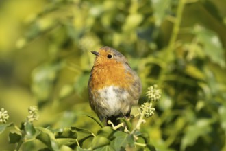 European robin (Erithacus rubecula) adult garden bird on an Ivy tree branch, England, United