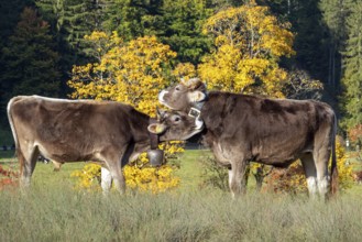 Cattle, 2 cows with cowbells, nestling heads together, autumn coloured trees behind, Stillachtal,