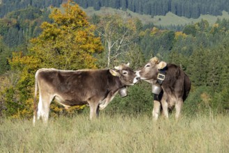 Cattle, 2 cows with cowbells, cow licks another cow on the head, behind autumnal endangered tree.