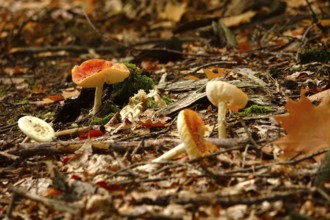 Fairytale toadstools in the forest, autumn, Germany