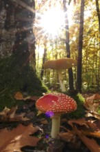 Fairytale toadstools in the forest, autumn, Germany