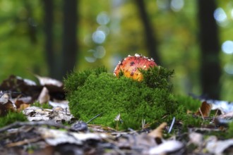 Fairytale toadstool, autumn, Germany