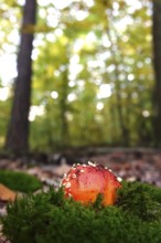 Fairytale toadstool, autumn, Germany