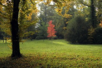 Mixed forest, maple tree, autumn colours, autumn leaves, autumn, forest cemetery, Stuttgart,