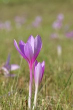 Autumn crocus (Colchicum autumnale), half-opened flowers in a meadow, endangered, protected