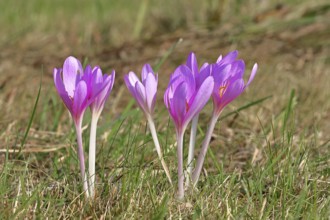 Autumn crocus (Colchicum autumnale), half-opened flowers in a meadow, endangered, protected