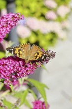 Thistle butterfly (Vanessa cardui) on a Buddleja davidii flower, Wilnsdorf, North Rhine-Westphalia,