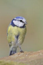 Blue tit (Parus caeruleus), sitting on a stone on the forest floor, Wilnsdorf, North