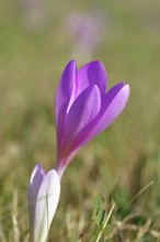 Autumn crocus (Colchicum autumnale), half-opened flowers in a meadow, endangered, protected