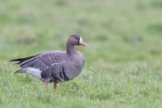 White-fronted goose (Anser albifrons), standing in a meadow in the wintering area, wildlife,