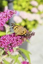 Thistle butterfly (Vanessa cardui) on a Buddleja davidii flower, Wilnsdorf, North Rhine-Westphalia,