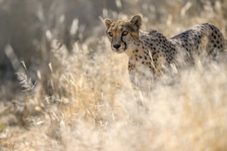 Cheetah (Acinonyx jubatus) at the Field Conservation Centre and Reserve of the Cheetah Conservation